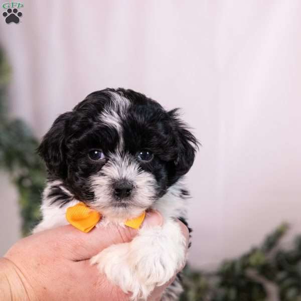 Tobby, Teddy Bear Puppy